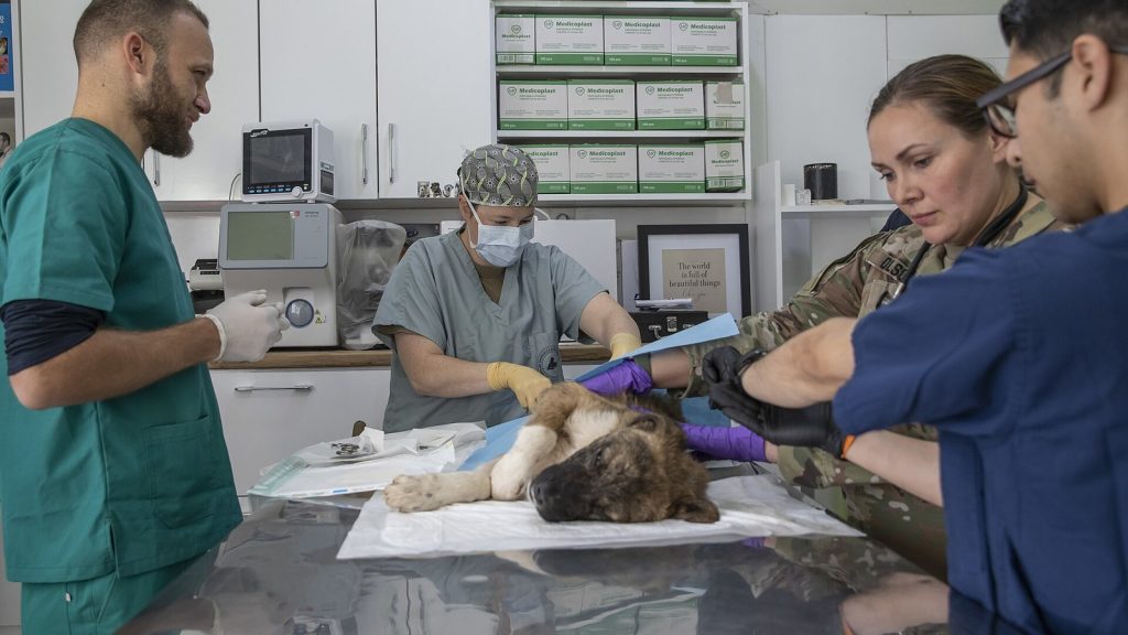 02 nos quatre pôles d'expertise couvrent l'ensemble du parcours animal soigner, reproduire, conserver
