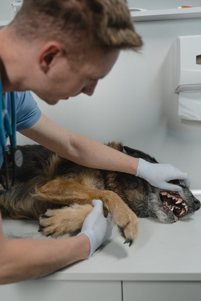 Veterinarian examines a German Shepherd's teeth during a routine checkup in a clinic.